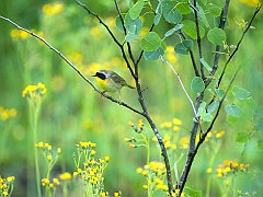 Common Yellowthroat, Sauvie Island